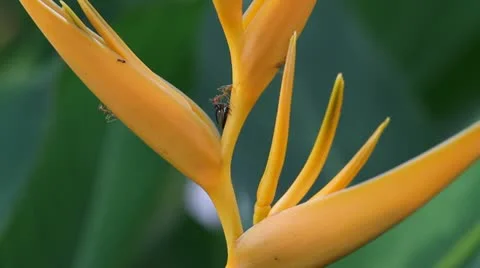 Red ant on flower Stock Footage 10854728