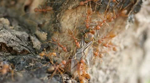 Red ant Stock Footage 21432987
