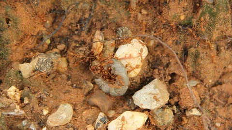 Red ant Stock Footage 25605433