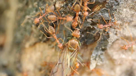 Red ant Stock Footage 25748151