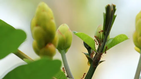 Red ant Video stock 25911240