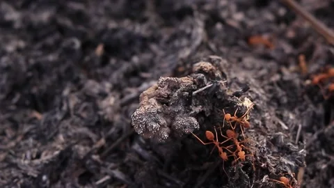 Red ant Stock Footage 169797241