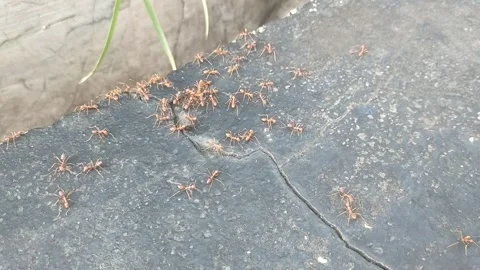 Red Ant Stock Footage 208962569
