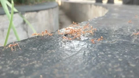 Red Ant Stock Footage 210221736