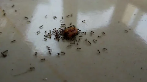 Red Ant Stock Footage 215748290