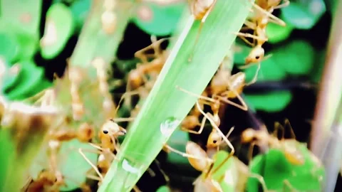 Red Ant Stock Footage 232563382
