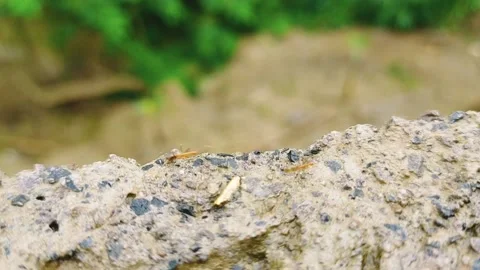 Red Ant Stock Footage 233664137