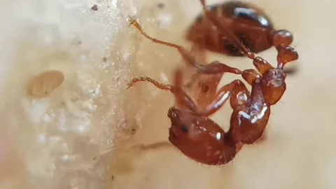 Red Ant Stock Footage 236333612