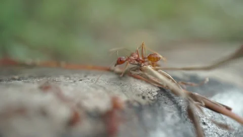 Red ant Stock Footage 303461469
