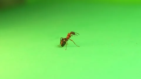 Red ant formica rufa cleans itself on green background. Red wood ant isolated Stock Footage 227202461