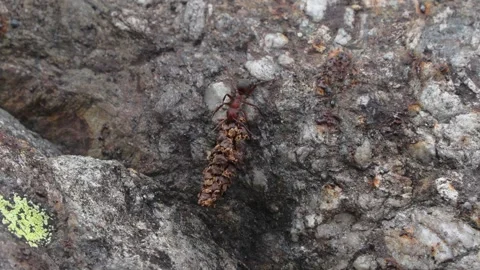 Red ant (Formica rufa) Formica rossa Stock Footage 247144141