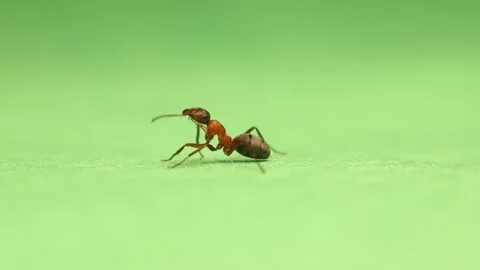 Red ant formica rufa isolated. Workers are colored red and brownish-black Video stock 160061636
