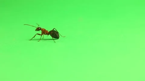Red ant formica rufa isolated. Workers are colored red and brownish-black Stock Footage 227315805