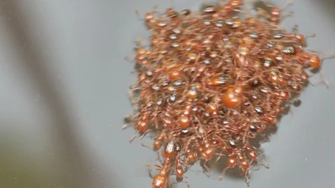Red ant forming a group floating over the water Stock Footage