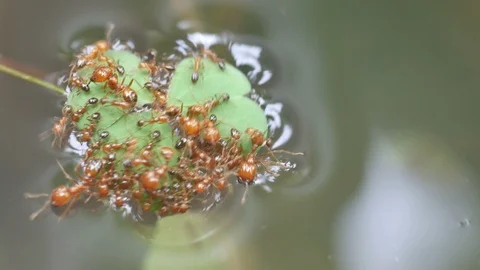 Red ant forming a group on the the leaf Stock Footage 95848438