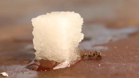 Red ant with full abdomen returns to wet sugar treasure. insect feeding behavior Stock Footage 312683900