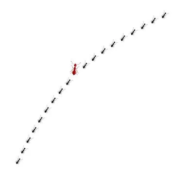 Red ant going different way from black ants isolated on white background. Con Illustration