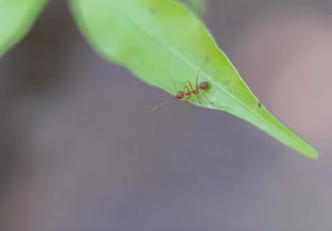 Red ant on green leaf. Stock Photos