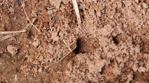 Red ant ground holes. 库存影片 78873249