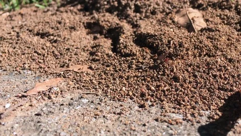 Red ant hill Video stock 81515998