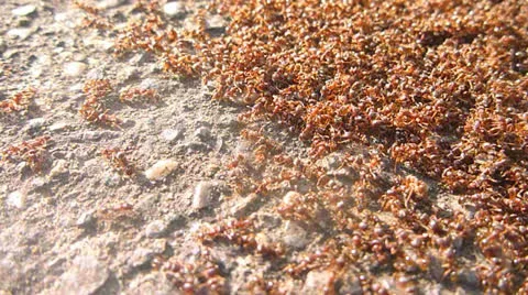 Red Ant Infestation Stock Footage 22553915
