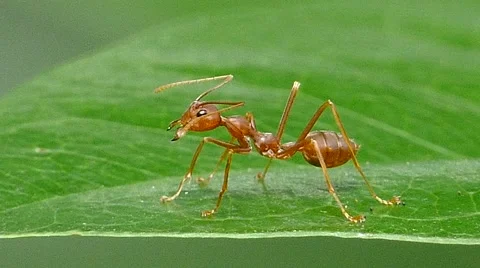 Red ant on leaf. Stock Footage 53871600