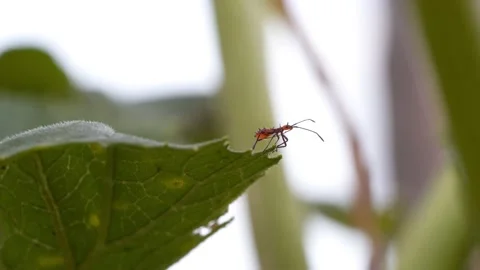 Red Ant on a Leaf Stock-Footage 172014759
