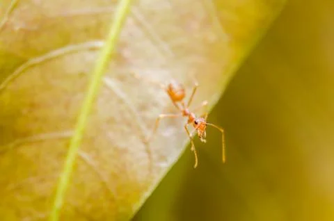 Red ant on the leaf Foto stock