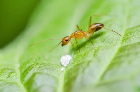 Red ant on the leaf Stock Photos
