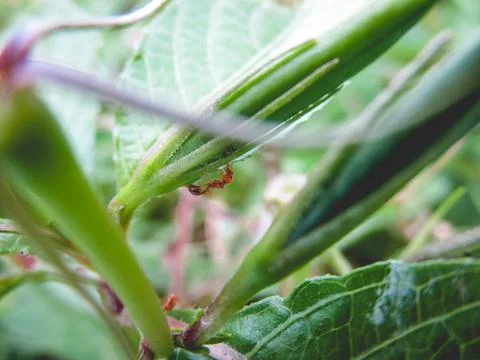 Red ant on a leaf Stock Photos