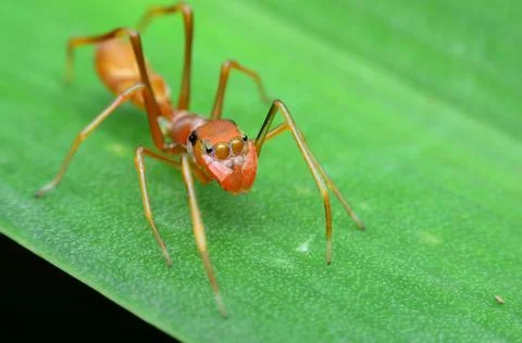 Red ant leafing a spider Stock Photos