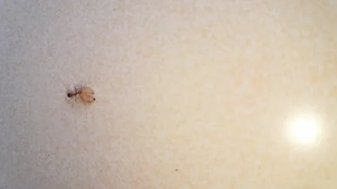 Red ant lures small caterpillar and carries it to nest Stock Footage 323591801