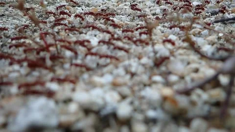 Red ant migration on a hot day of sultry heat before a thunderstorm. Medium.. 스톡 동영상 276864649