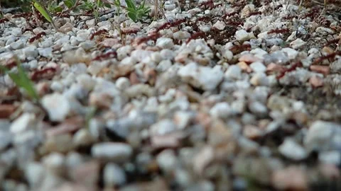 Red ant migration on a hot day of sultry heat before a thunderstorm. Habita.. 스톡 동영상 276864655