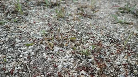 Red ant migration on a hot day of sultry heat before a thunderstorm. Habita.. 스톡 동영상 276864662