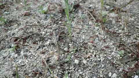 Red ant migration on a hot day of sultry heat before a thunderstorm. Habita.. 스톡 동영상 276864666