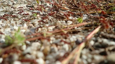Red ant migration on a very warm day. Habitat modification as a consequence.. 스톡 동영상 276864642