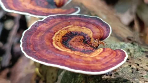 Red Ant Navigating the Colorful Rings of a Wild Forest Mushroom Vídeos de archivo 333033241