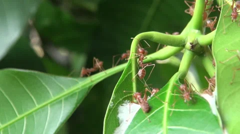 Red ant nest 2 Stock Footage 47237440