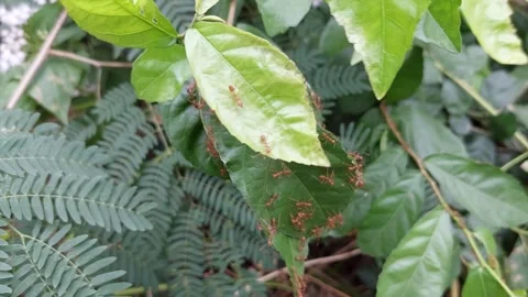 Red ant nest blown by the wind Stock Footage 260537255