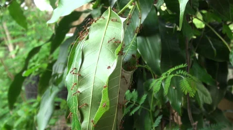 Red ant nest Stock Footage 47235349