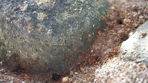 Red ant nest Stock Footage 330186446