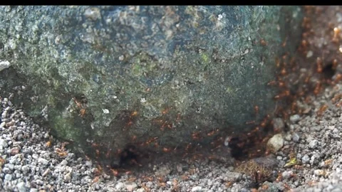 Red ant nest Stock Footage 330186562