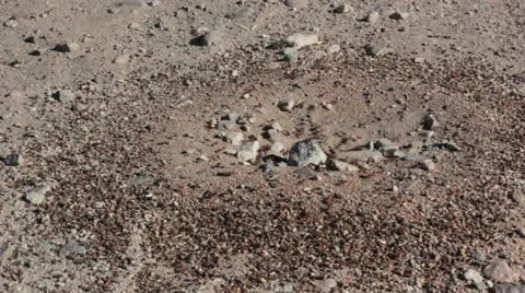 Red Ant Nest Medium Shot Stock Footage 12176397