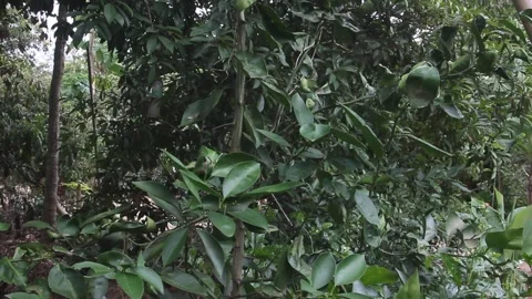 Red ant nest on tree Video stock 241798806