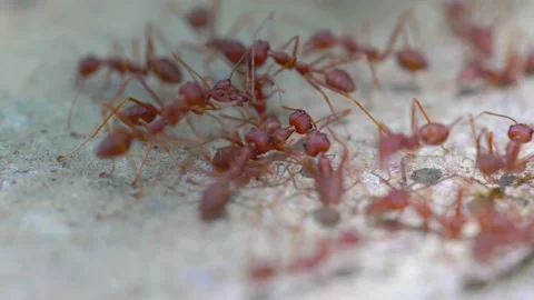 Red ant the number to the nest Stock Footage 132598253