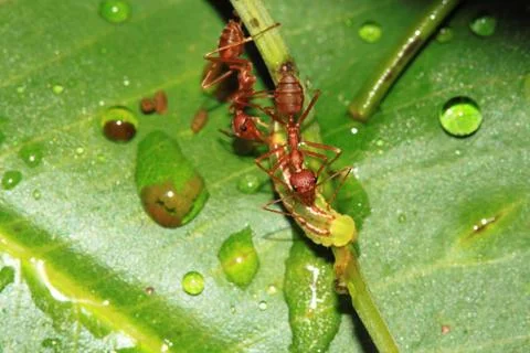 Red ant 스톡 사진