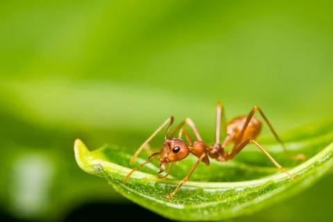 Red ant Stock-Fotos