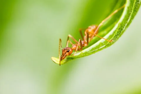 Red ant Stock Photos