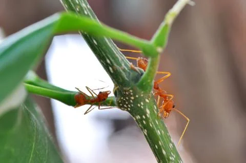 Red ant Stock Photos
